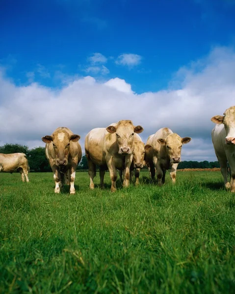 Charolais Cattle, Ireland — Stock Photo, Image