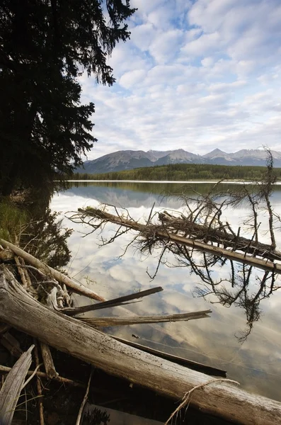 湖畔に死んだ木 — ストック写真