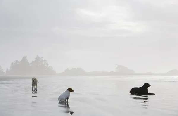 Cani godendo di tranquillità sulla riva — Foto Stock