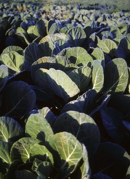 Cabbages, Co Meath, Ireland — Stock Photo, Image