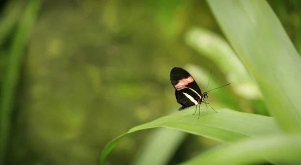 Gros plan d'un papillon — Photo