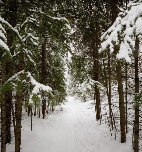 Waldweg — Stockfoto