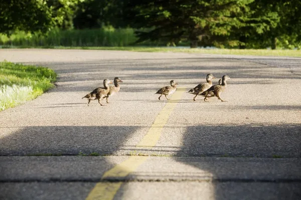 Молодые гуси переходят дорогу — стоковое фото