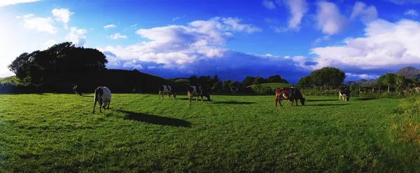 Holstein-Friesian Cattle Grazing In Irish Field — Stock Photo, Image