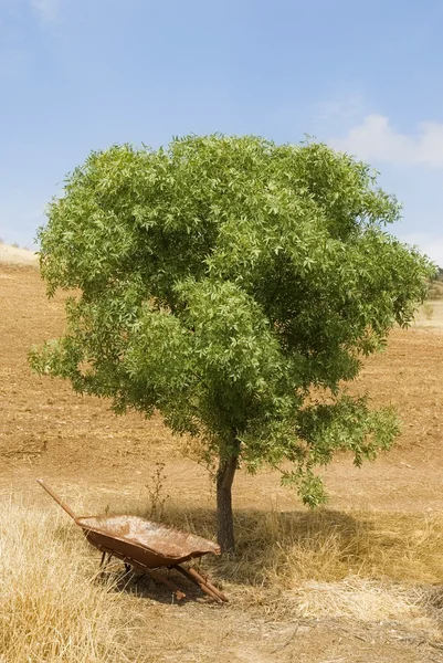 Brouette désaffectée sous un arbre — Photo