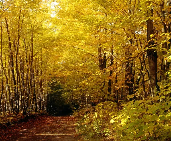 Road forest — Zdjęcie stockowe