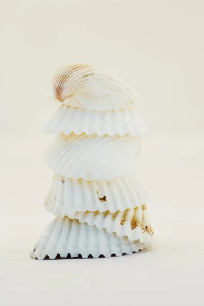 Stack di Seashells — Foto Stock