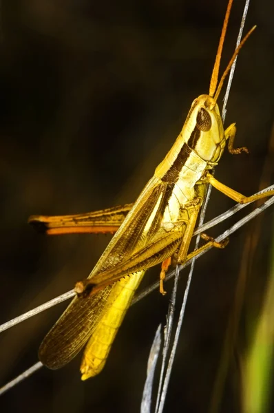 Grasshopper Perhed On A Stick — стоковое фото