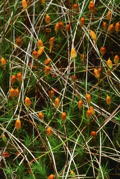 Mosse växt, murrins, co tyrone, Irland — Stockfoto