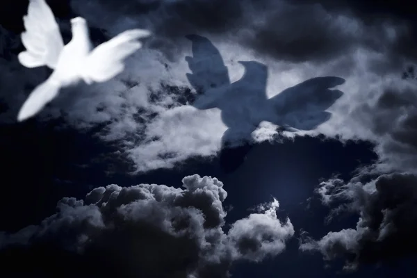 White Dove Flying Into Cloudy Skies — Stock Photo, Image