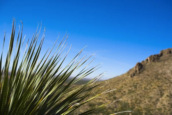 Sacramento Mountains — Stock Photo, Image