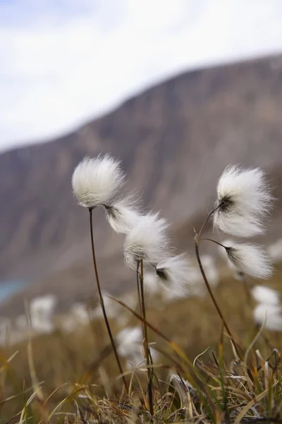 Wildflowers Blowing In The Wind — Stock Photo, Image