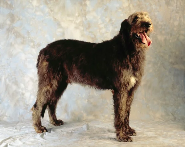 Cão-lobo irlandês — Fotografia de Stock