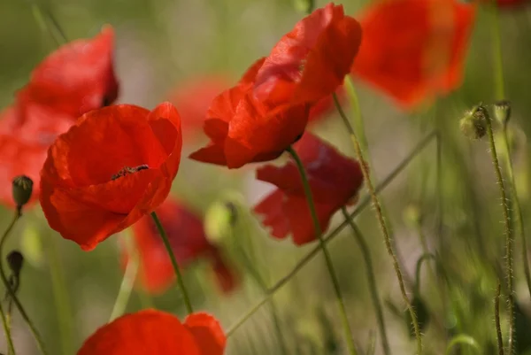 Red Poppies Blooming Outdoors — Stock Photo, Image