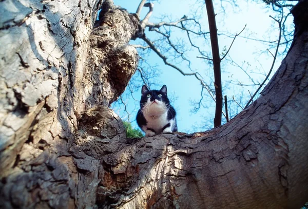 Eine Katze sitzt auf einem Baum — Stockfoto