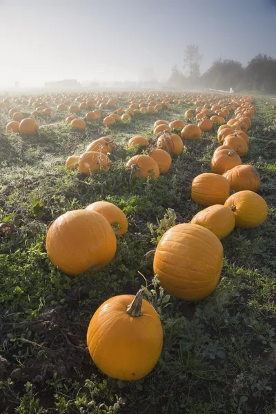 Patch di zucca — Foto Stock