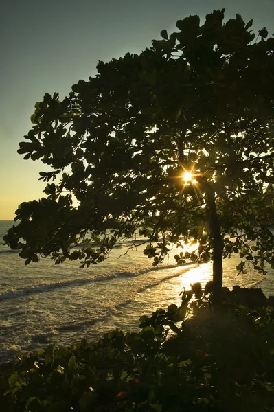 El sol brillando a través de un árbol grande y abajo sobre el agua — Foto de Stock