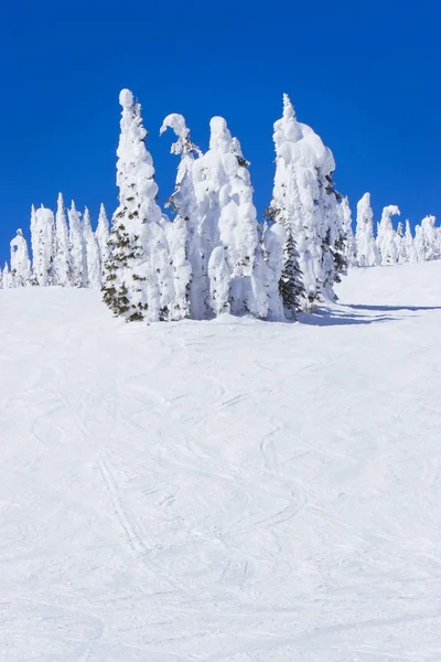 Petit groupe d'arbres à feuilles persistantes entièrement recouverts de neige — Photo