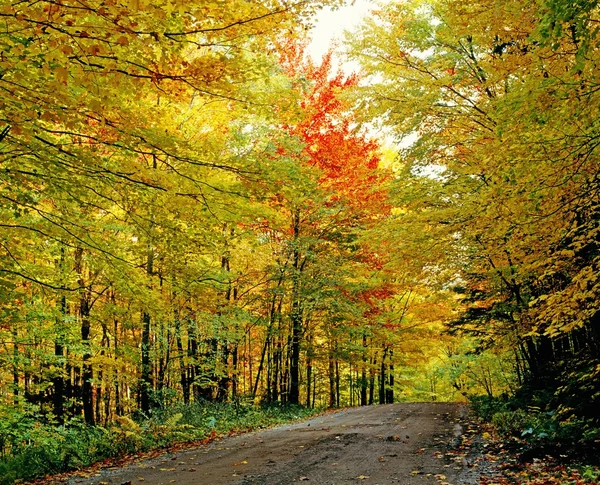 Árvores de outono ao longo da estrada vazia — Fotografia de Stock