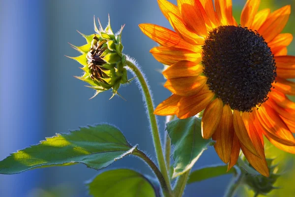 Um girassol florescendo com Bud — Fotografia de Stock