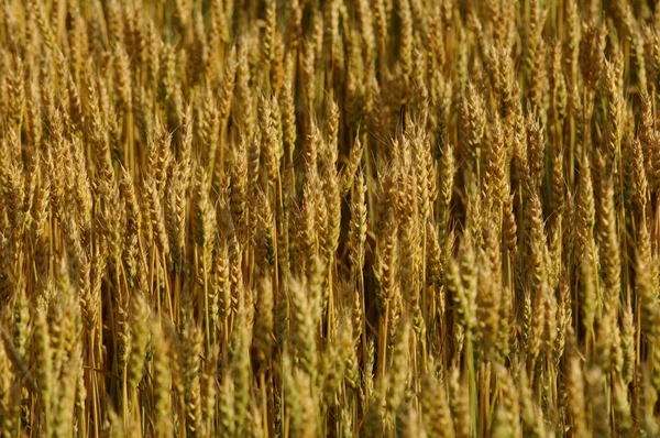 Campo di grano — Foto Stock