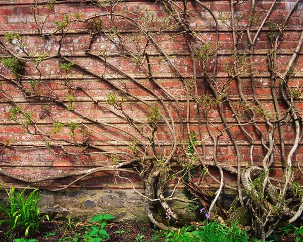 Γλυκίνη αναρρίχηση τοίχο στον κήπο — Φωτογραφία Αρχείου