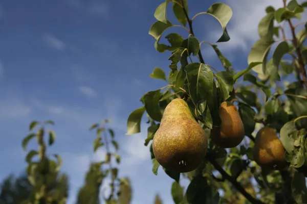 Pere maturanti su un albero di pera — Foto Stock