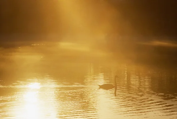 Swan på dimmiga sjön, Irland — Stockfoto
