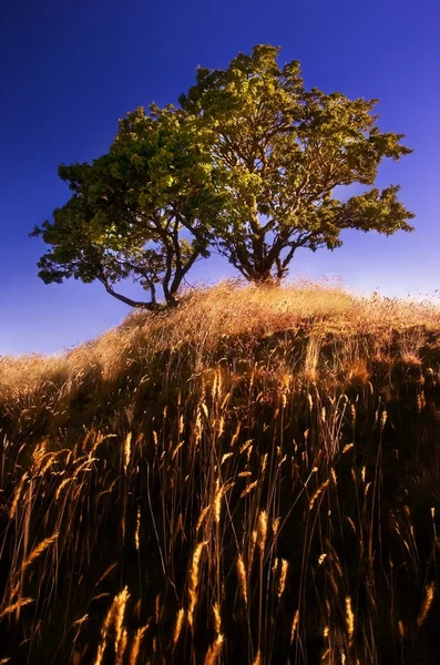 Arbres sur une colline — Photo