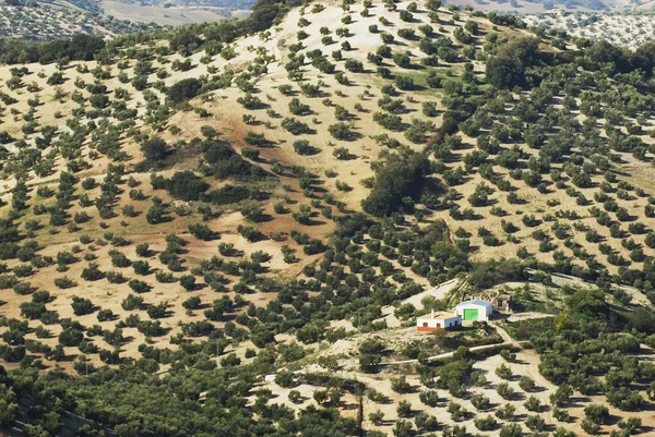 Farmhouse Surrounded By Olive Trees In Andalucia, Spain — Stock Photo, Image