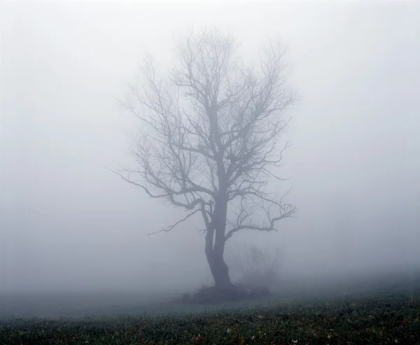 Arbre dans le brouillard — Photo