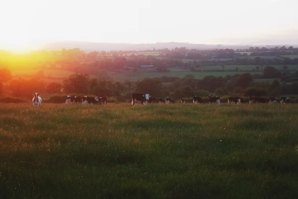 Friesian Cattle, Near Croaghaun Mountain, Co Waterford, Ireland — Stock Photo, Image