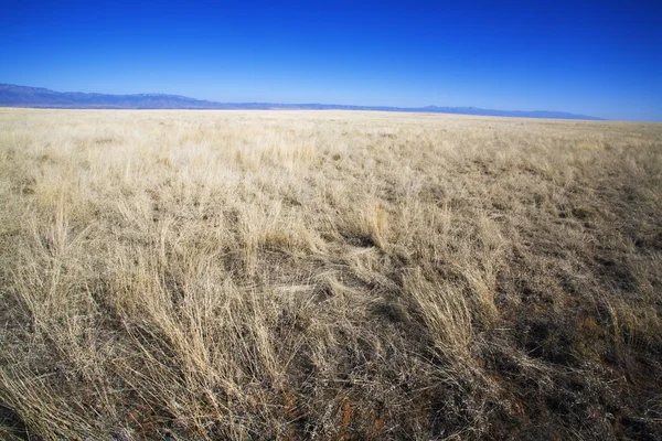 Hierba del desierto con montañas en la distancia —  Fotos de Stock