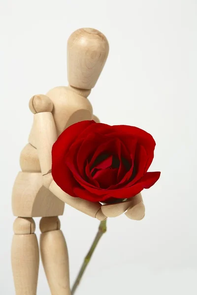 Dar uma rosa — Fotografia de Stock