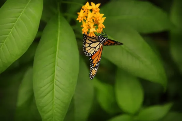 Kelebeğin yakın çekimi — Stok fotoğraf