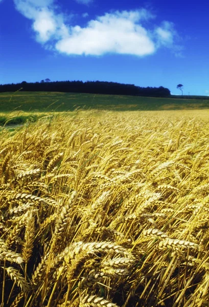 A Wheat Field — Stock Photo, Image