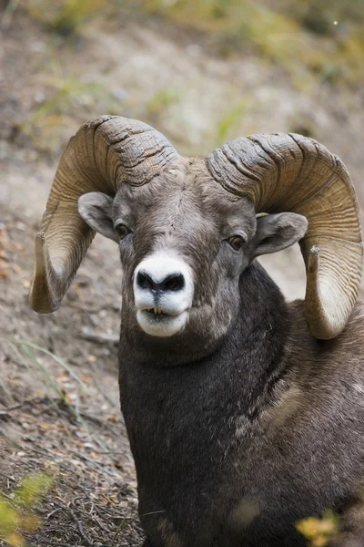 Kayalık dağ bighorn koyunu — Stok fotoğraf