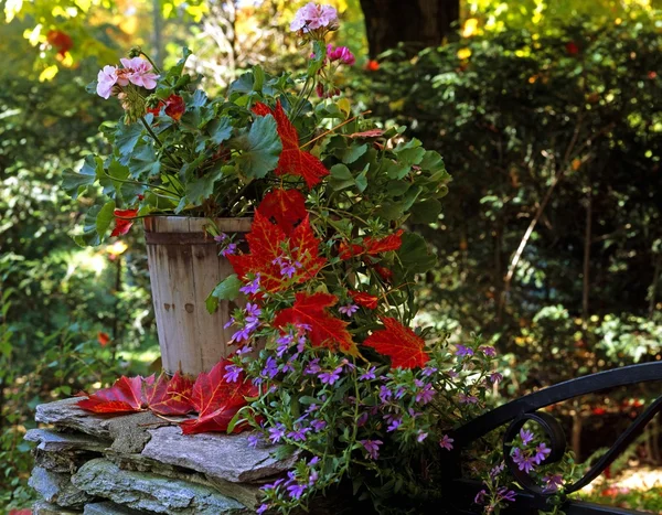 Kanadensiska blad bland blommor — Stockfoto