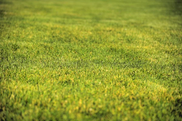 Grünes Gras — Stockfoto