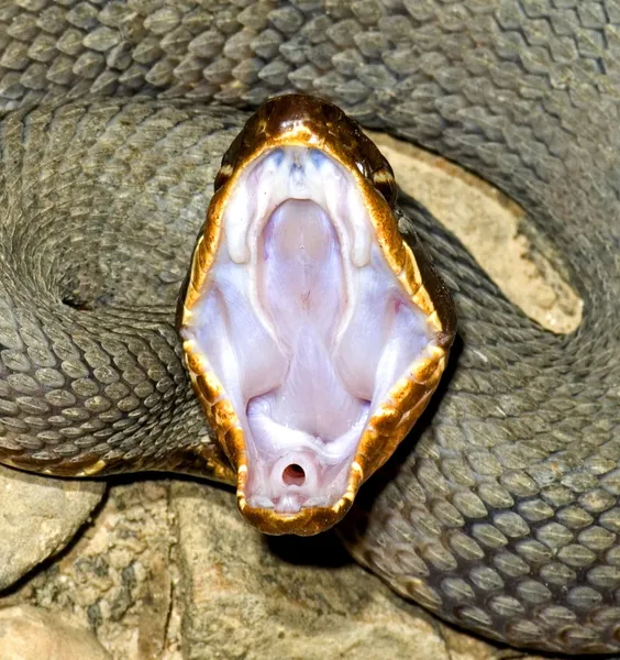 Uma cobra com a boca aberta — Fotografia de Stock