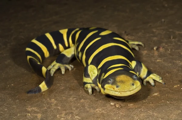 Una salamandra tigre del Texas sbarrata — Foto Stock