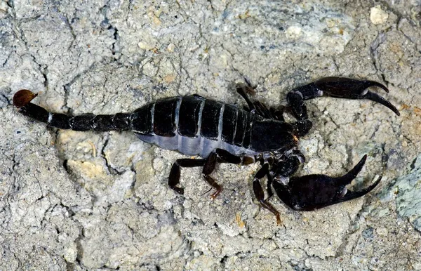 Schwarzer Skorpion auf der Straße, Brauer County, Texas, u.s.a. — Stockfoto