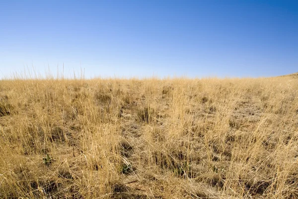 Трава пустыни — стоковое фото