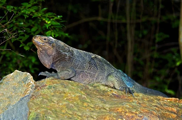 Iguana — Zdjęcie stockowe