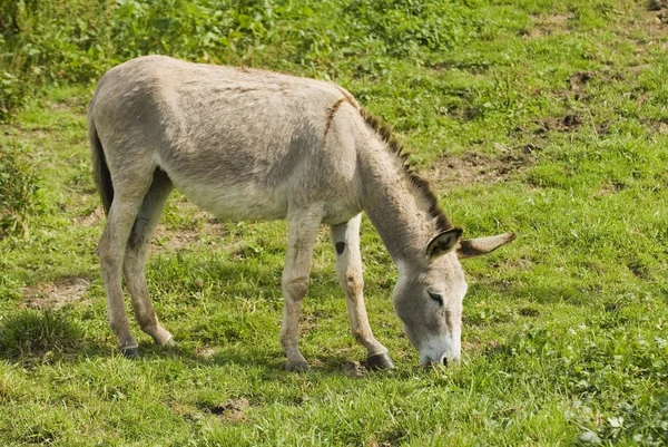 Osioł wypas, Hiszpania — Zdjęcie stockowe