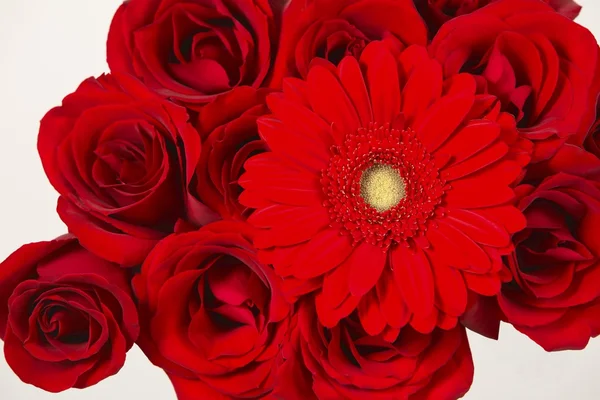 Closeup View Of A Red Gerber With Roses — Stock Photo, Image