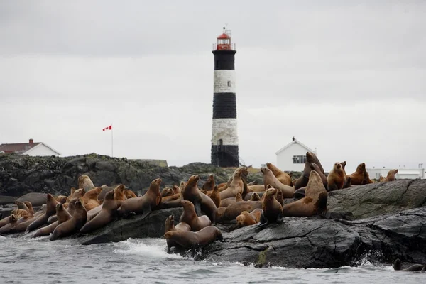 Leões marinhos descansando perto de um farol — Fotografia de Stock