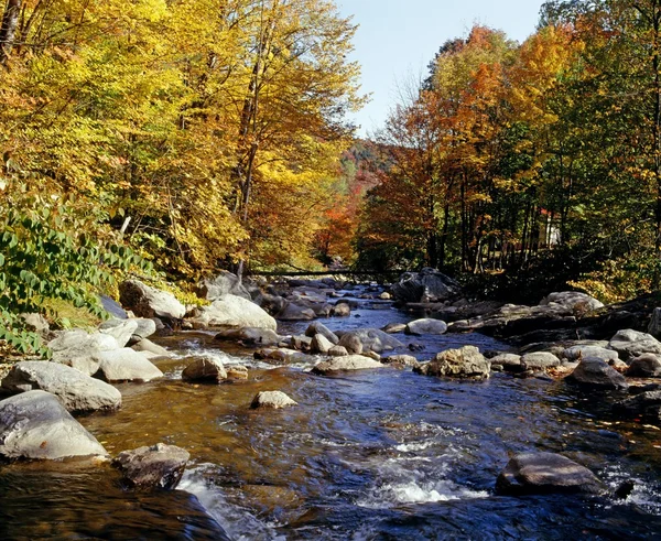秋天树衬砌一条河 — 图库照片