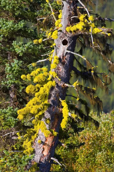Moss rośnie na drzewie — Zdjęcie stockowe