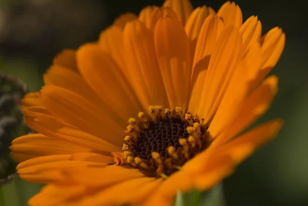 Closeup oranžová květina — Stock fotografie